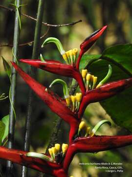 Sivun Heliconia burleana Abalo & G. Morales kuva