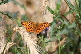 Image of High brown fritillary