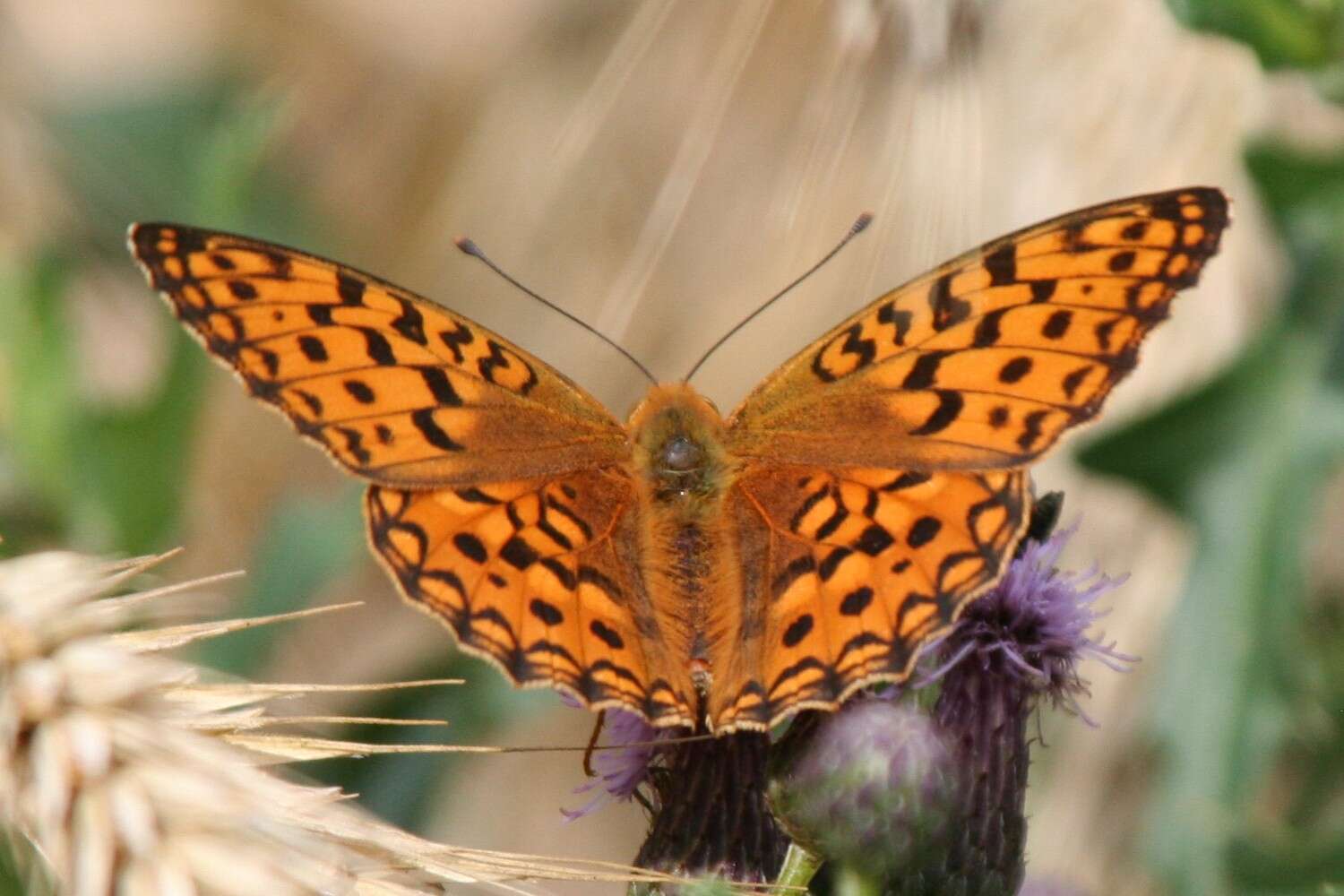 Image of High brown fritillary