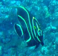 Image of Angelfish