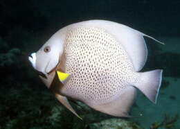 Image of Angelfish