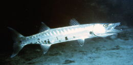 Image of barracuda