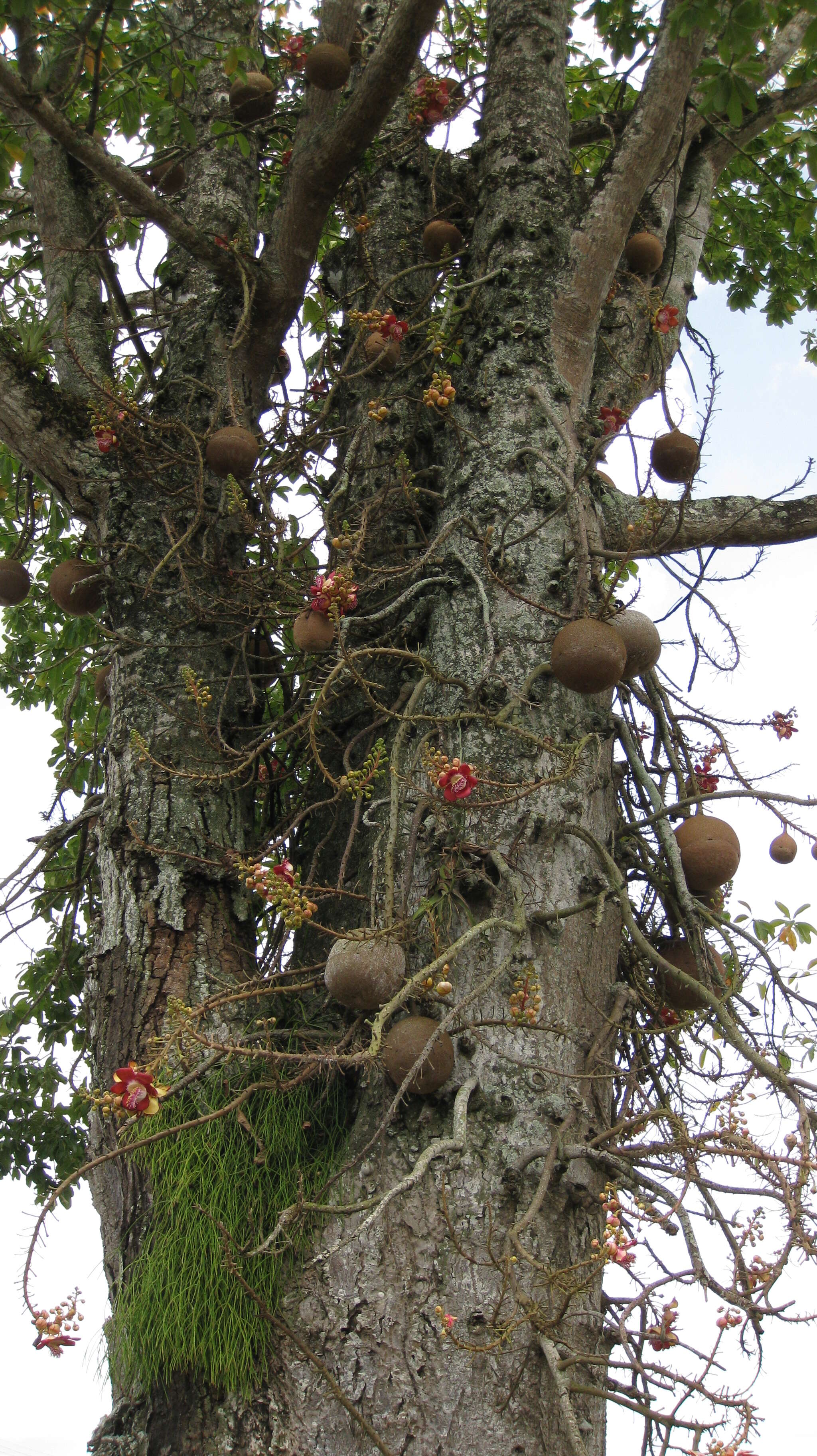 Image of Cannonball Tree