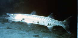 Image of barracudas