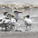 Image of West African Crested Tern
