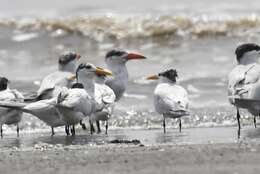 Image of West African Crested Tern