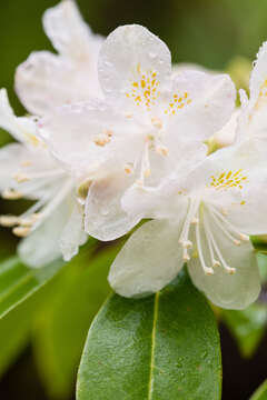 صورة Rhododendron carolinianum Rehder