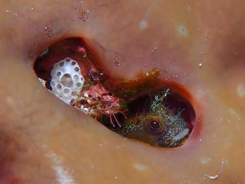 Image of Secretary Blenny