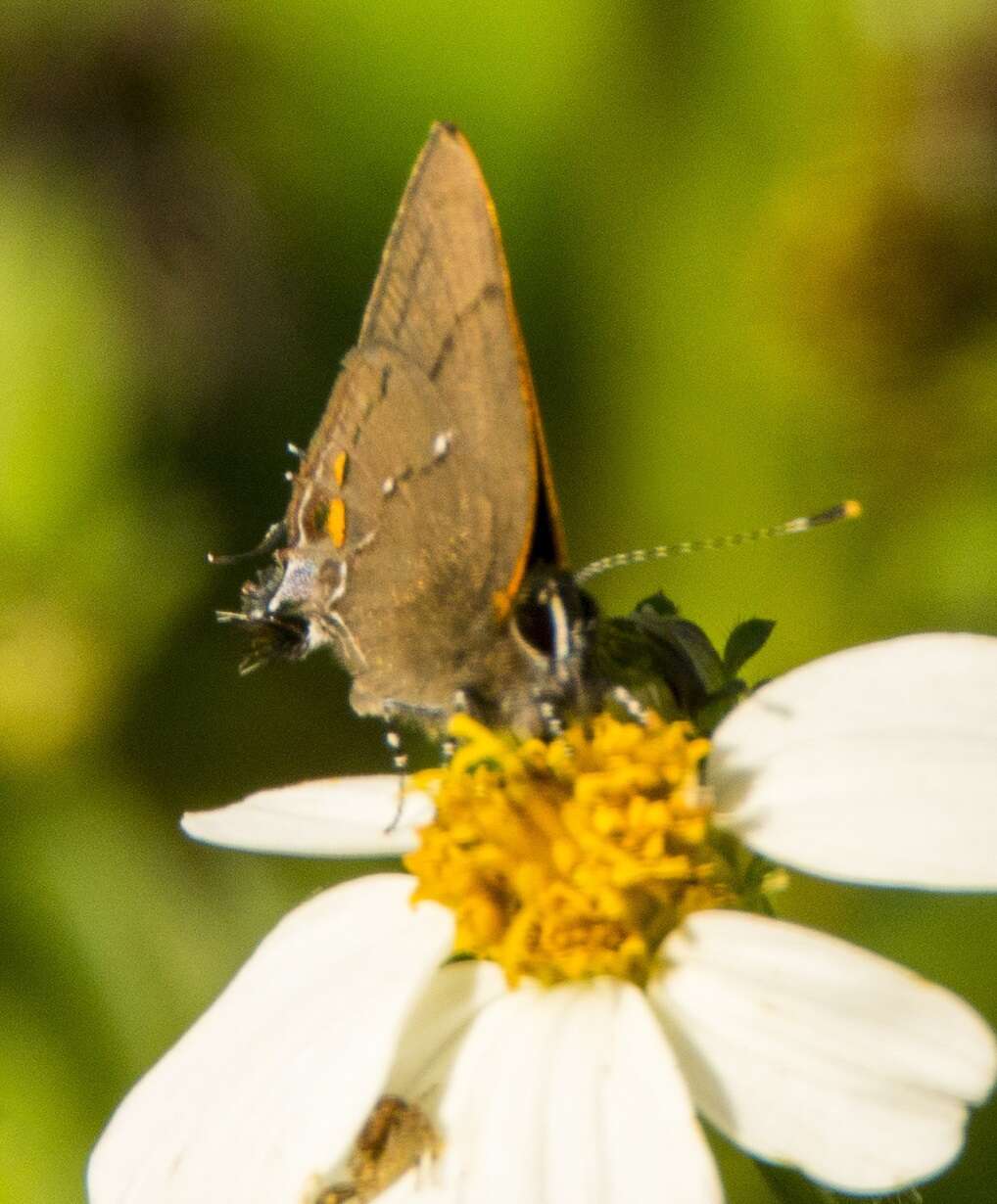 Image of Fulvous Hairstreak