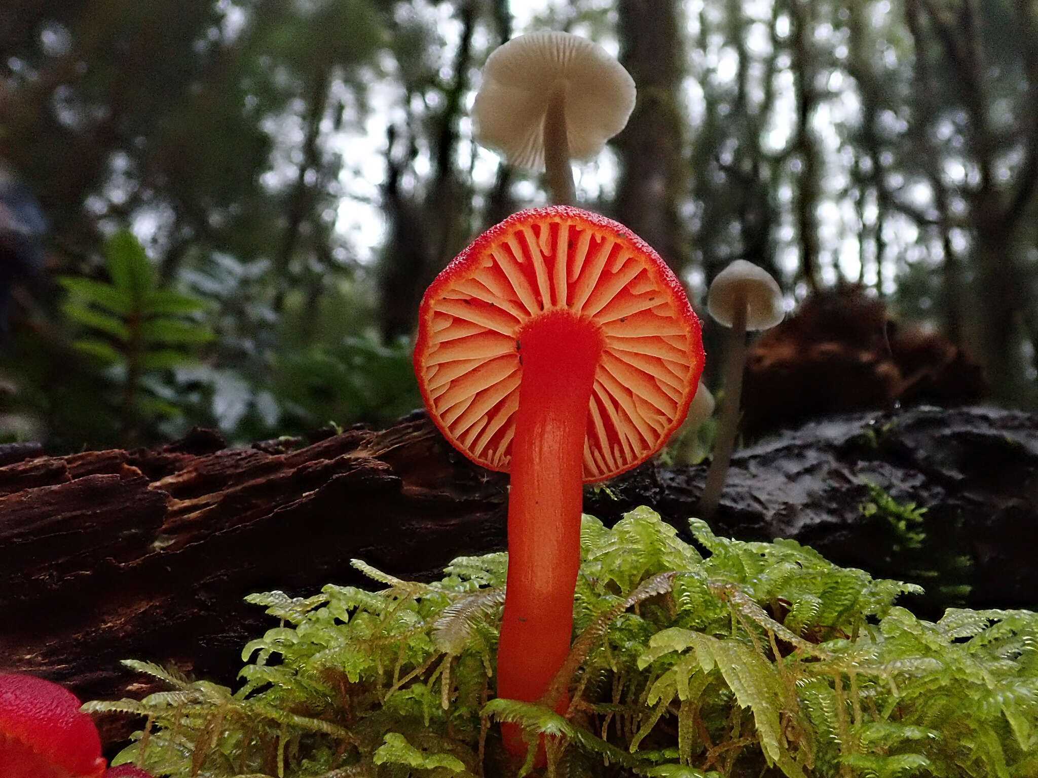 Image of Hygrocybe firma (Berk. & Broome) Singer 1958