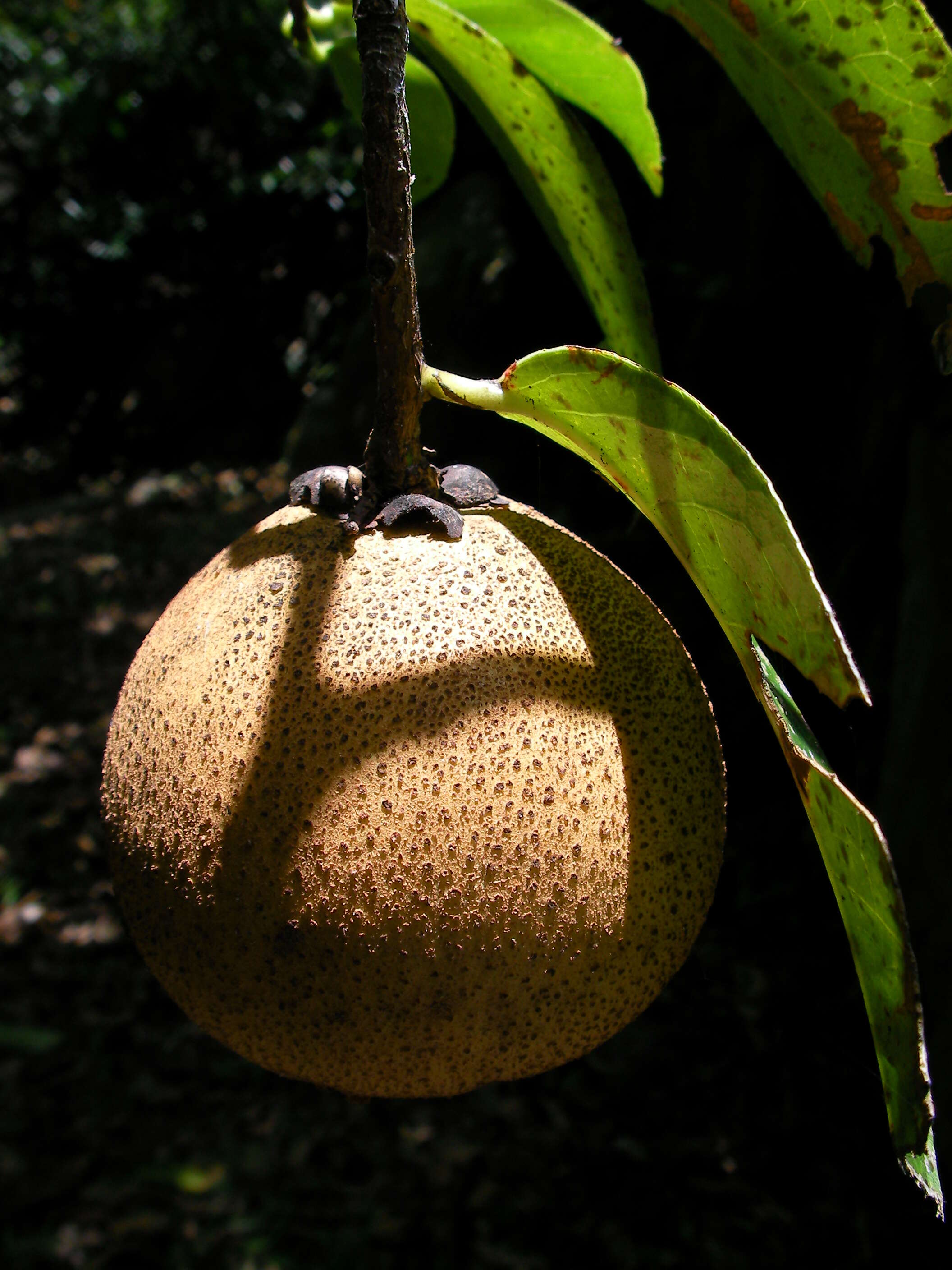 Image of Crapnell's Camellia