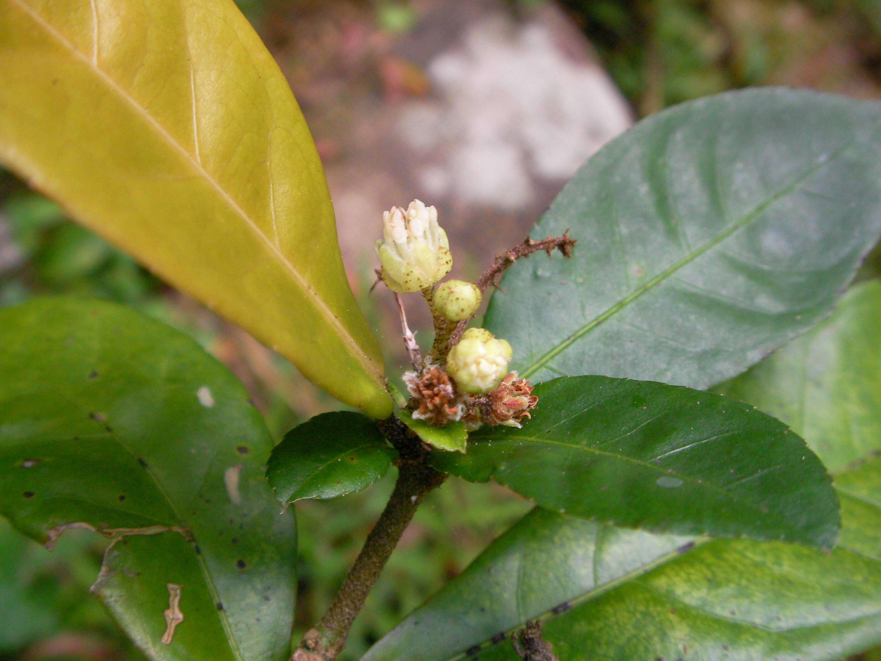 Image of Croton hancei Benth.