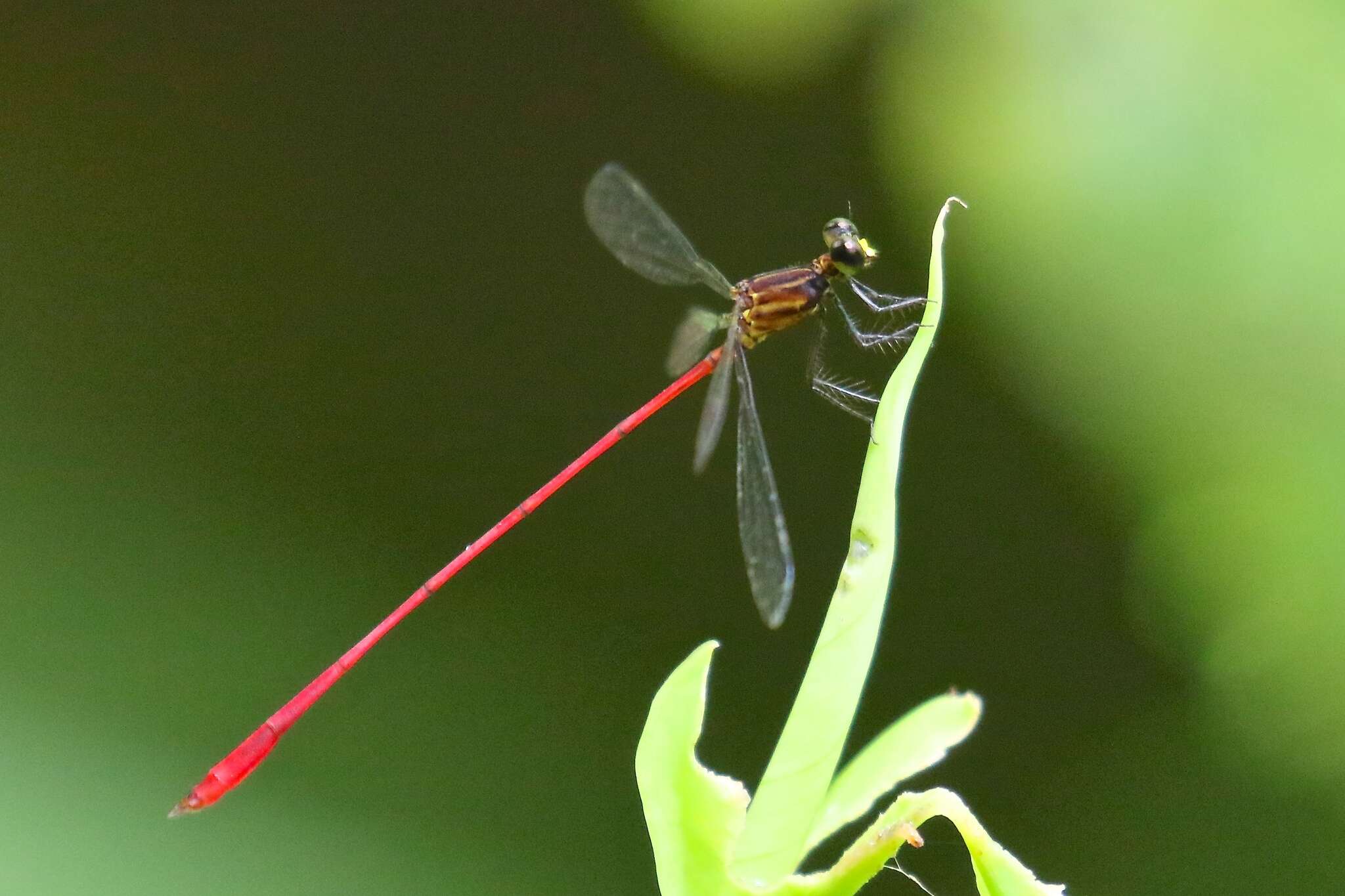 Image of Heteragrion albifrons Ris 1918