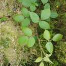 Image of Rubus hochstetterorum Seub.