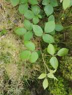 Image of Rubus hochstetterorum Seub.