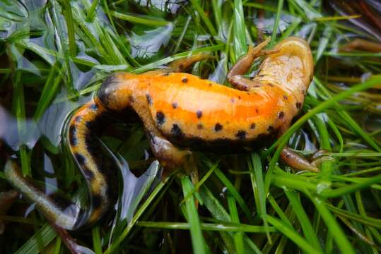 Sivun Lissotriton boscai (Lataste ex Tourneville 1879) kuva