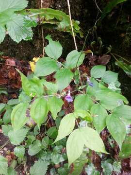 Lathyrus vernus (L.) Bernh. resmi