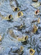 Image of common carp, carp