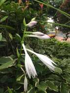 Imagem de Hosta plantaginea (Lam.) Asch.