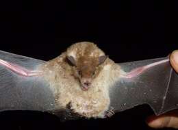 Image of Lesser Long-nosed Bat