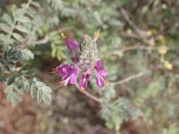 Plancia ëd Dalea bicolor var. orcuttiana Barneby