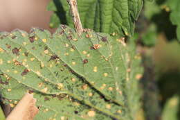 Image of nettle rust (fungus)