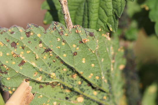 Imagem de Puccinia urticata F. Kern 1917