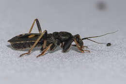 Image of Ectomocoris atrox (Stål 1855)