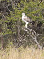 Image of Polemaetus Heine 1890