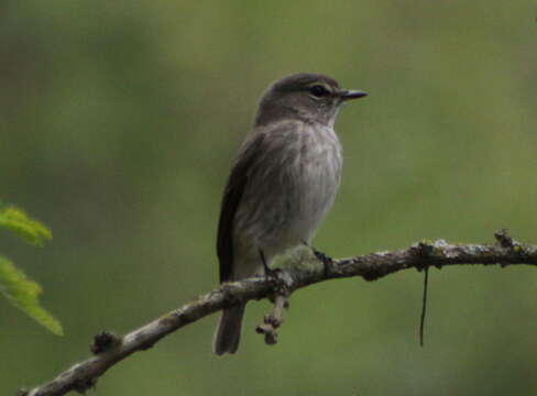 Image of Muscicapa Brisson 1760