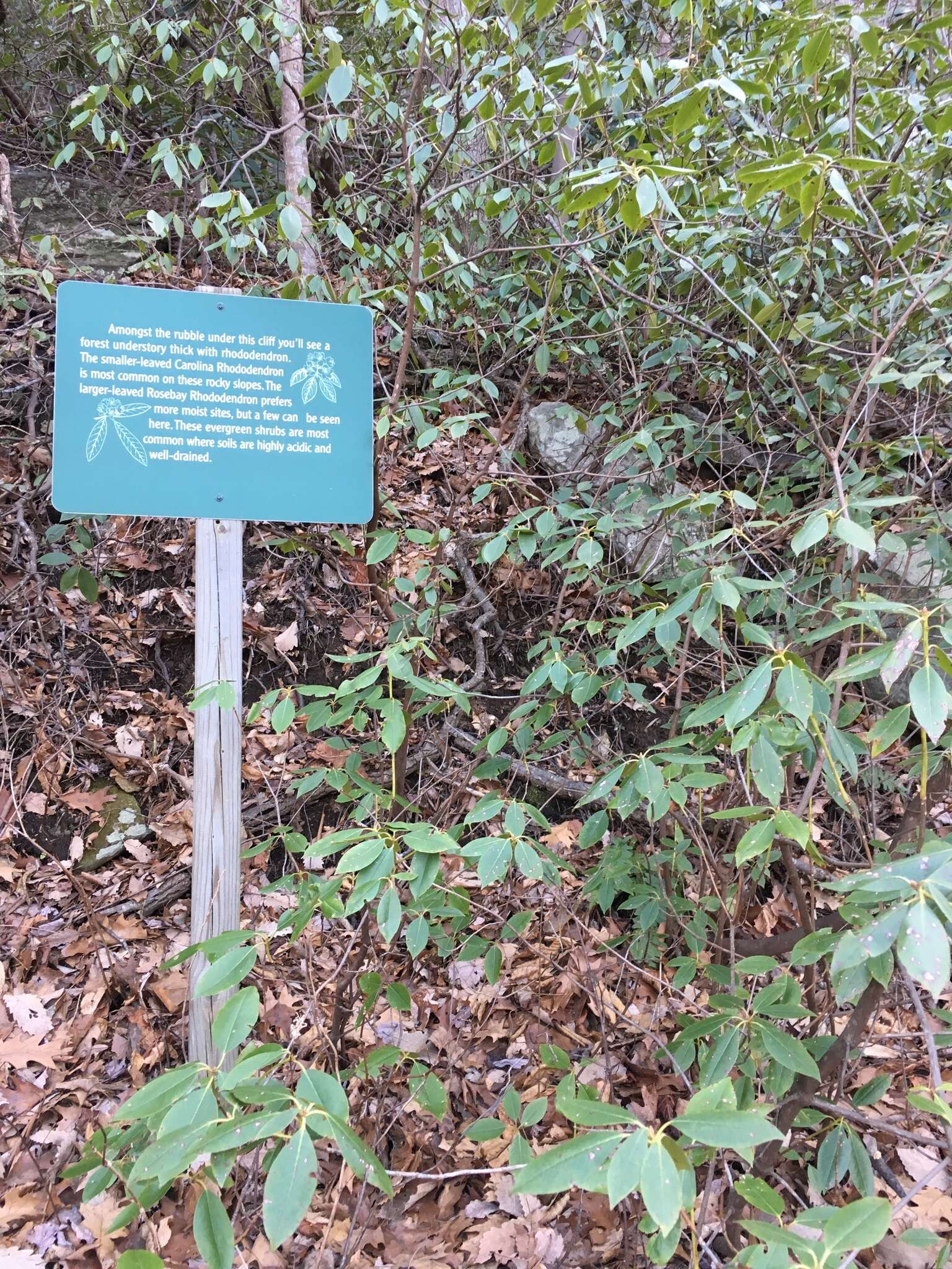 صورة Rhododendron carolinianum Rehder