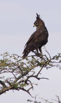 Image of Lophaetus Kaup 1847