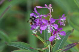 Image of Yellow Head Bumble Bee