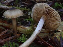 Image of Inocybe fuscodisca (Peck) Massee 1904