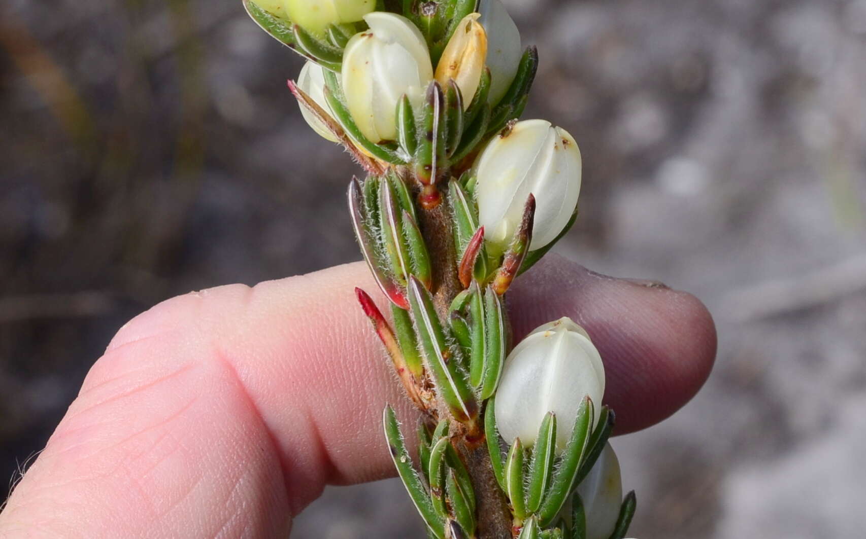 Image of Erica grisbrookii Guthrie & Bolus