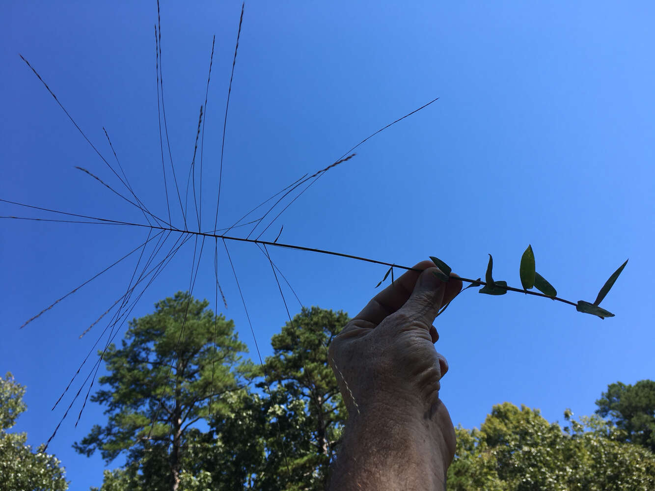 Image of Short-Leaf Skeleton Grass