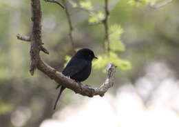 Image of Southern Black Flycatcher