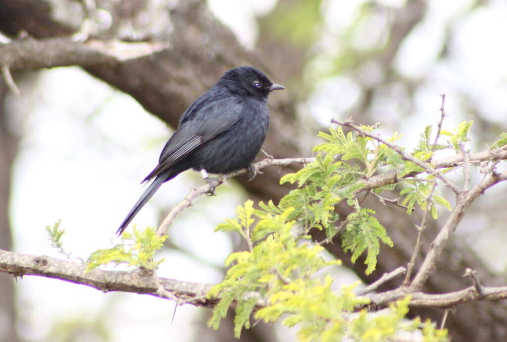 Melaenornis pammelaina (Stanley 1814) resmi