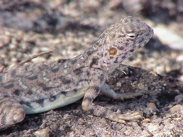 Imagem de Ctenophorus slateri (Storr 1967)