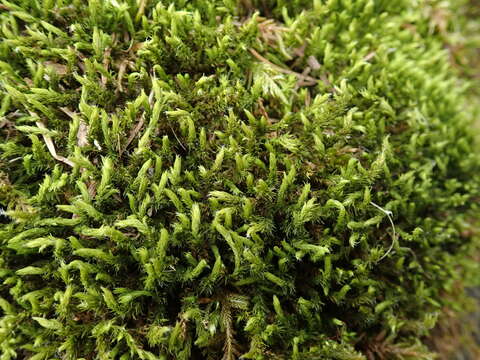 Image of racomitrium moss