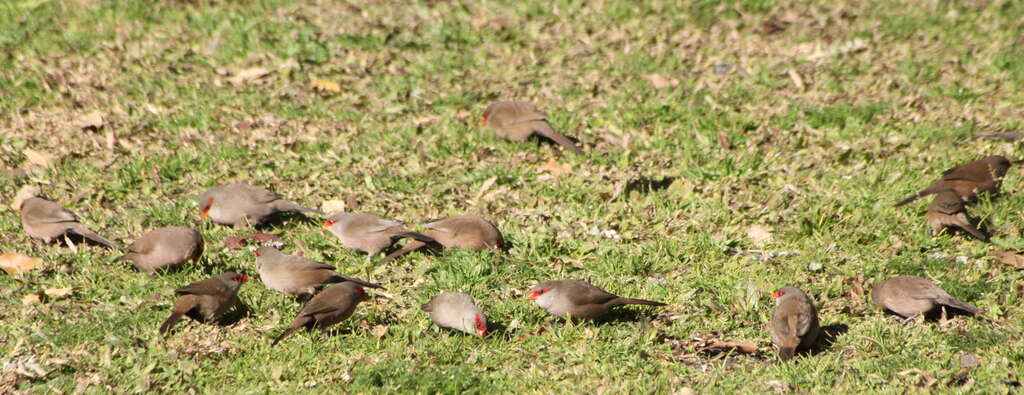 Image of Common Waxbill