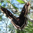 Image of Calleta Silkmoth