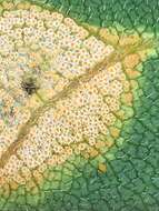 Imagem de Puccinia silphii Schwein. 1832