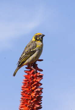 Image of Village Weaver