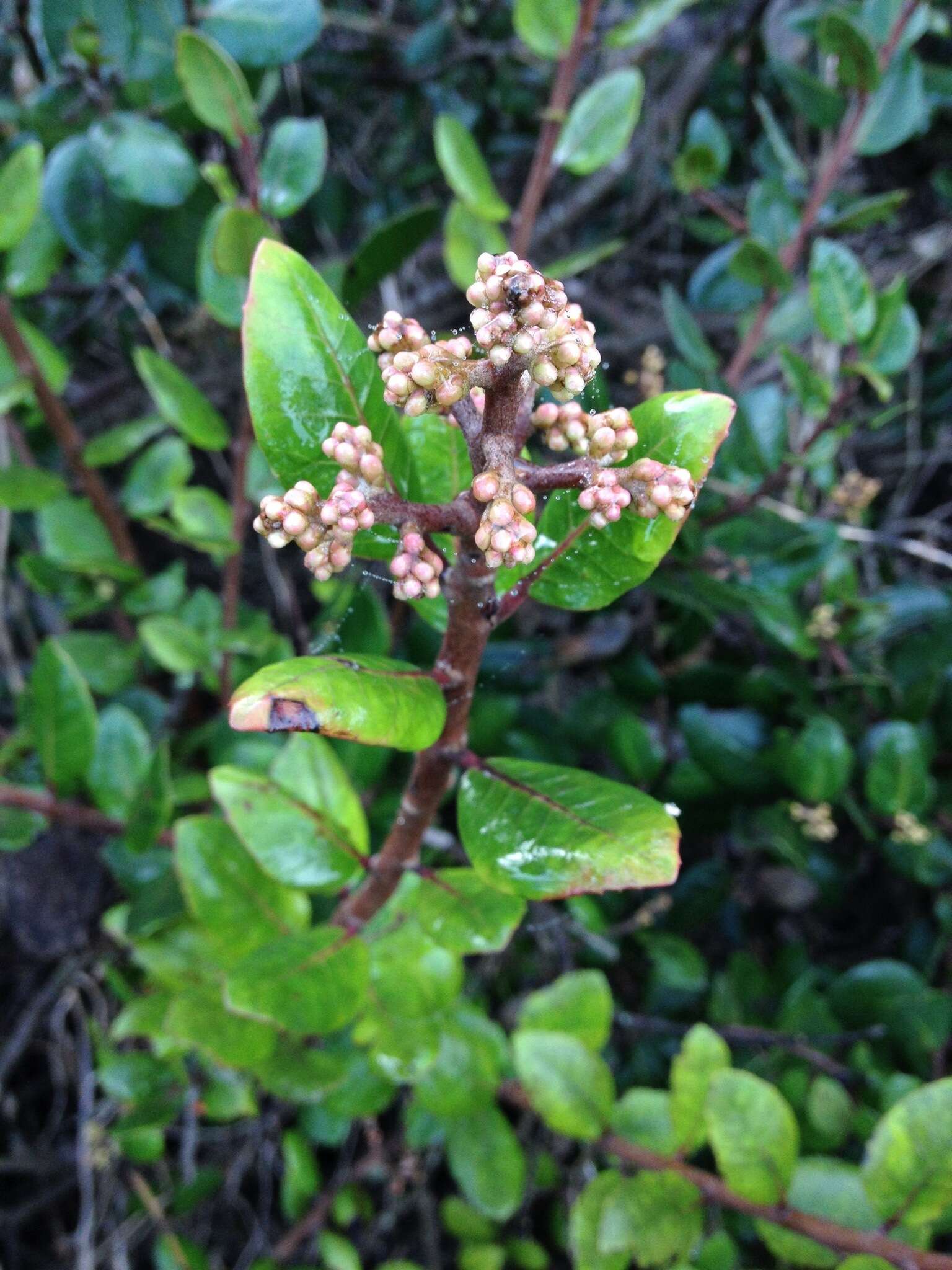 Image of lemonade sumac