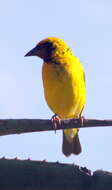 Image of Village Weaver