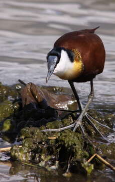 Image of Actophilornis Oberholser 1925