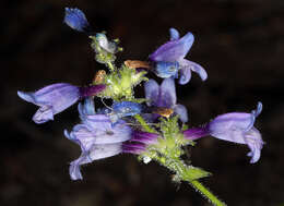 Image of Siskiyou beardtongue