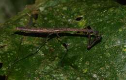 Image de Macromusonia major Saussure & Zehntner 1894