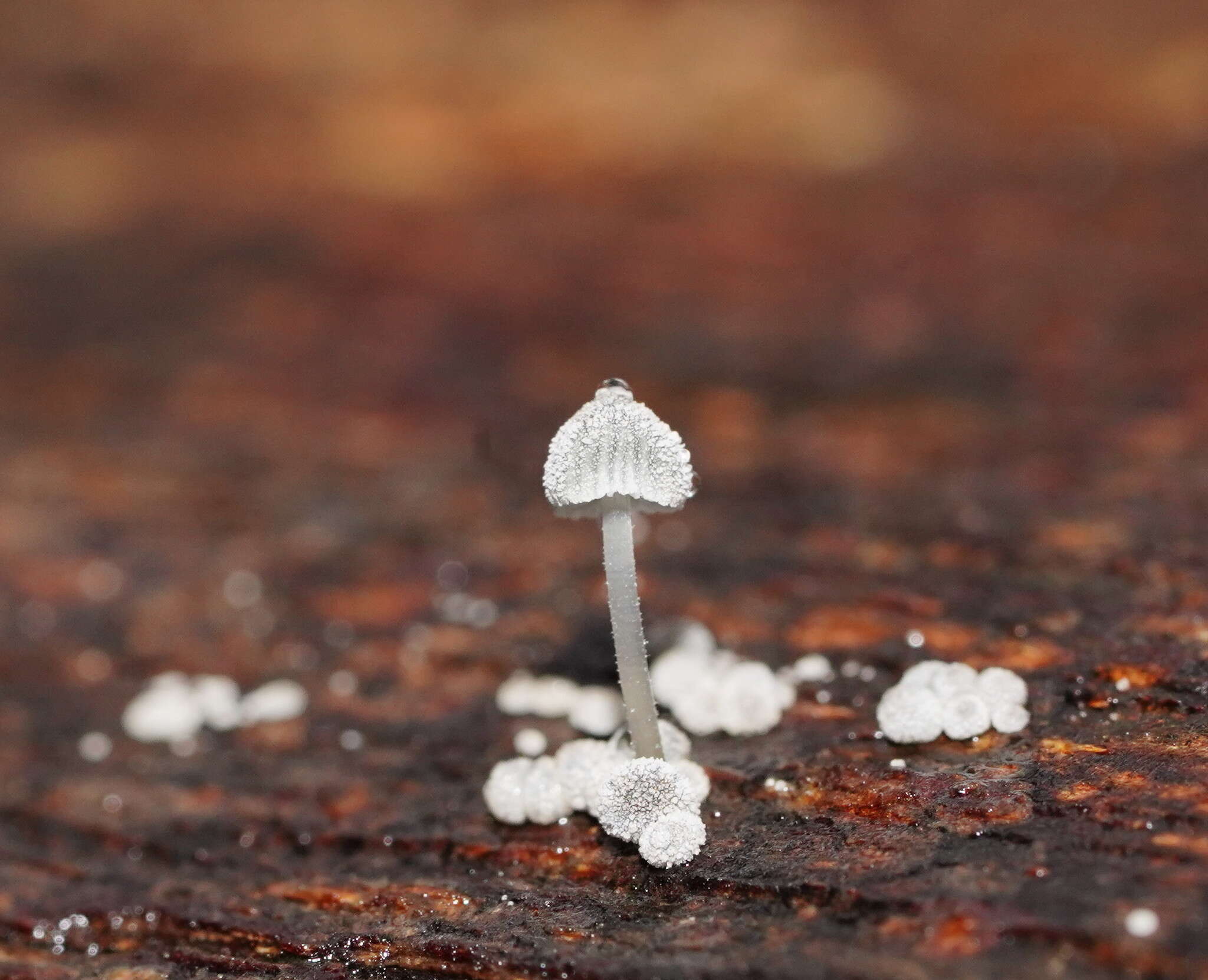 Image of Mycena piringa Grgur. 1997